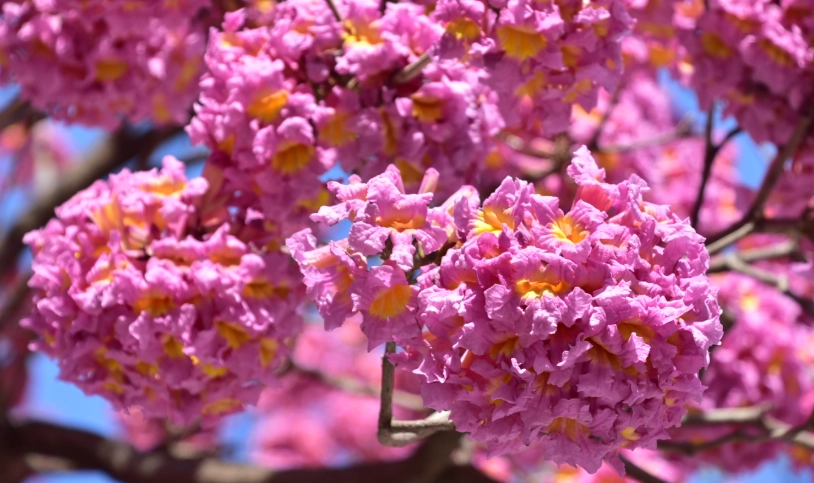 紅花風鈴木 花期 紅花風鈴木 花期