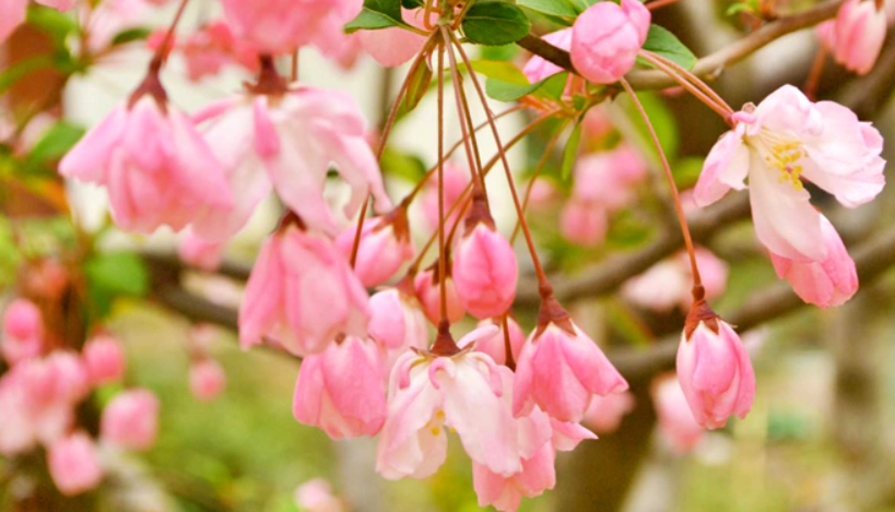 台灣海棠花景點