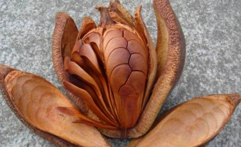 桃花心木材質 桃花心木材質