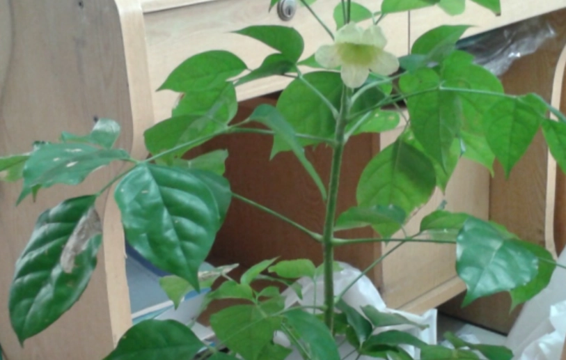 菜豆樹照顧 菜豆樹照顧