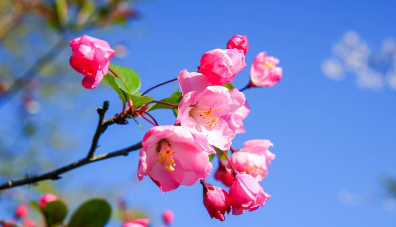 台灣海棠花景點