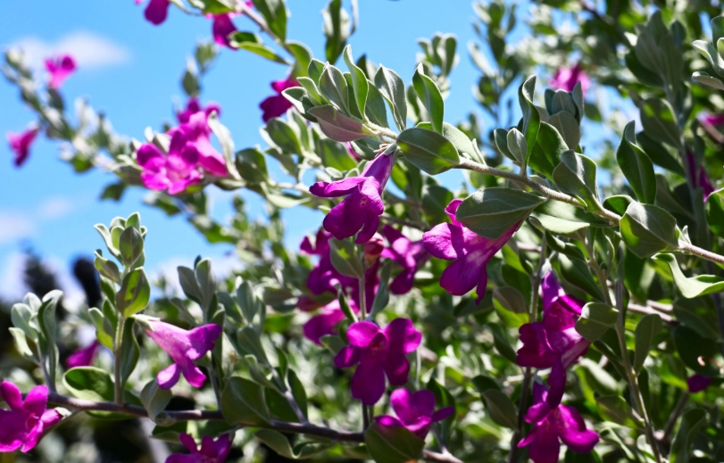 紅花玉芙蓉 景點