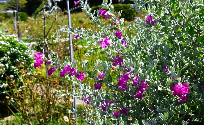 紅花玉芙蓉 花期