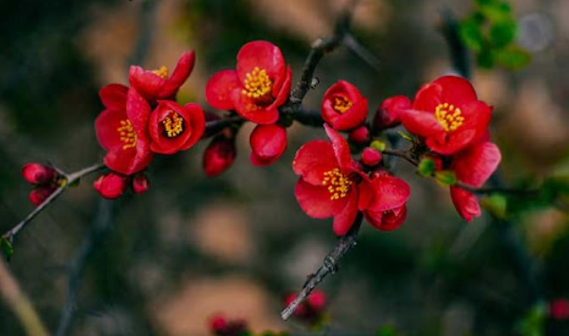 台灣海棠花景點