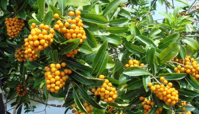 台灣海桐 觀賞地點 台灣海桐 觀賞地點