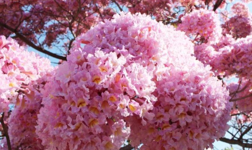 紅花風鈴木 花期 紅花風鈴木 花期