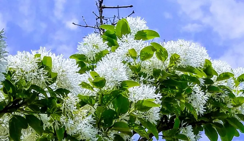 流蘇花 賞花地點