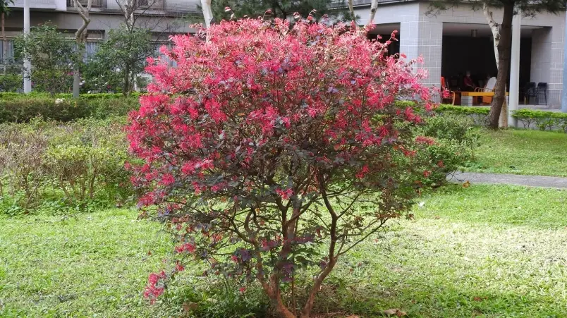 紅花繼木種植 紅花繼木種植