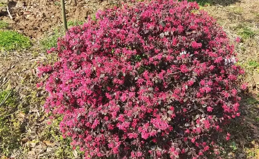 紅花繼木種植 紅花繼木種植