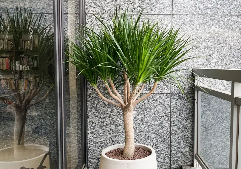 龍血樹 室內 龍血樹 室內