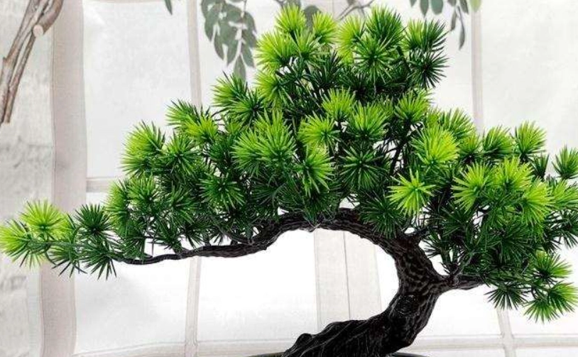 羅漢松修剪季節全攻略：掌握最佳時機與造型技巧