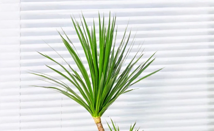 龍血樹 照顧 龍血樹 照顧