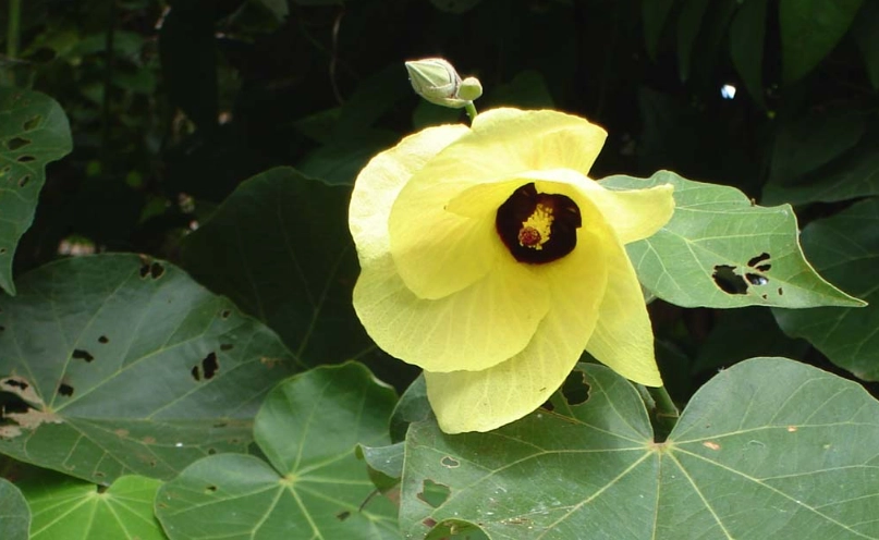 黃槿 台灣 黃槿 台灣