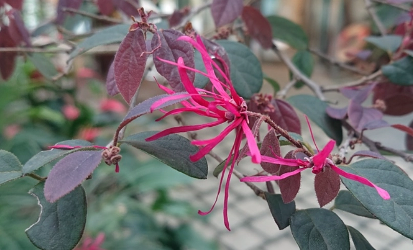 紅花繼木養護 紅花繼木養護