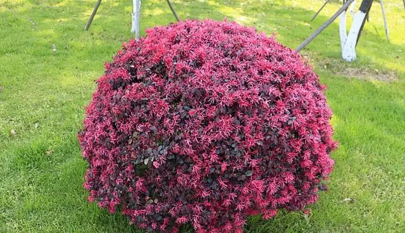 紅花繼木養護 紅花繼木養護