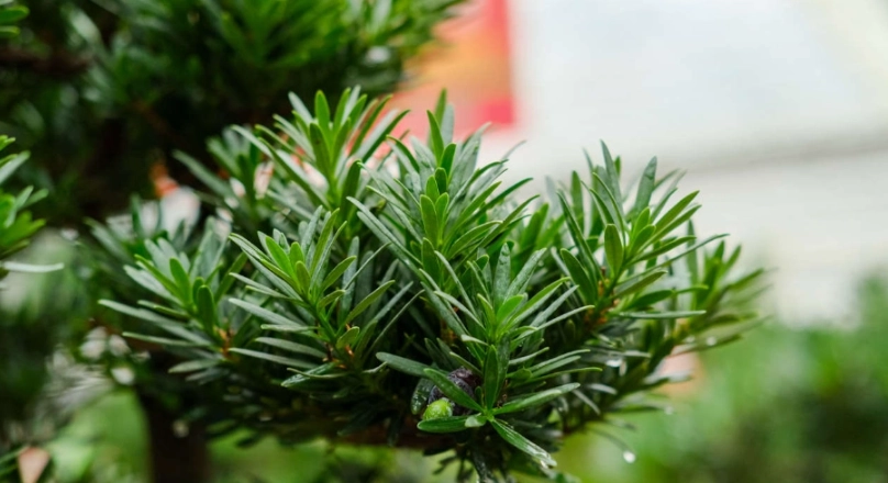 小葉羅漢松修剪