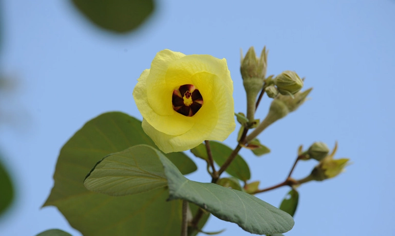 黃槿 台灣 黃槿 台灣