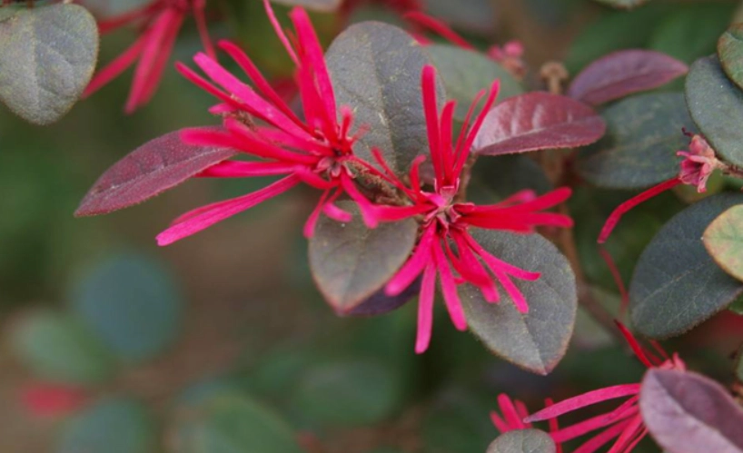 紅花繼木種植 紅花繼木種植