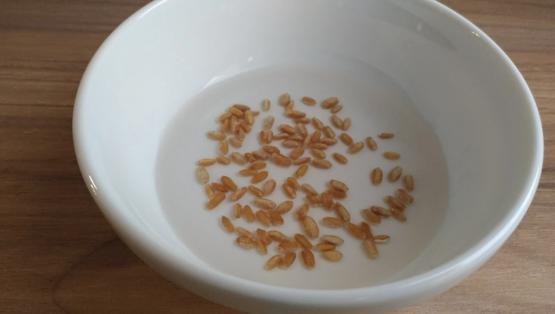 百日草種子泡水