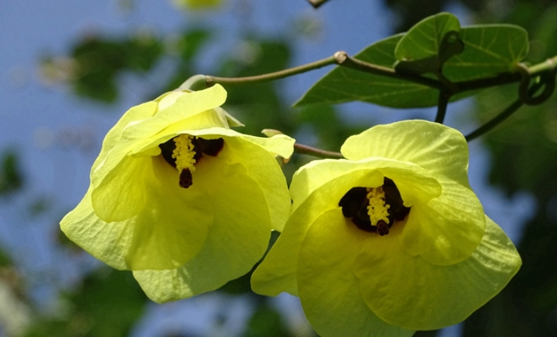 黃槿 種植 黃槿 種植