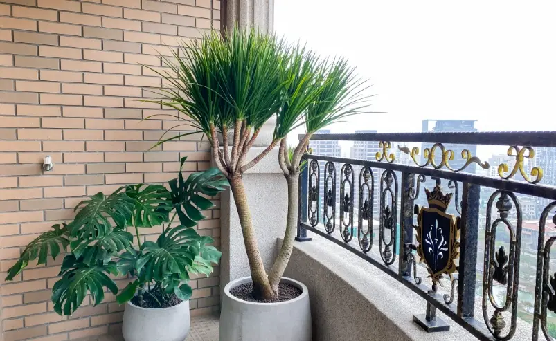 龍血樹 葉尖枯黃 龍血樹 葉尖枯黃