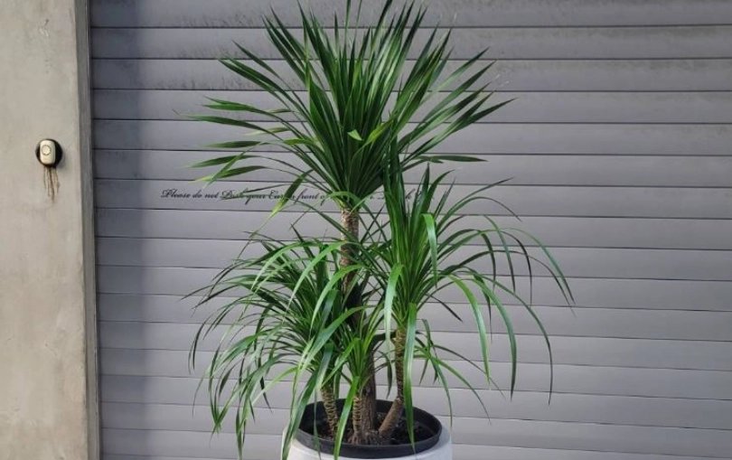 龍血樹 照顧 龍血樹 照顧