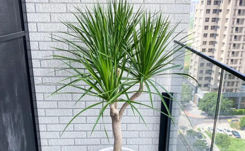 龍血樹 葉尖枯黃 龍血樹 葉尖枯黃