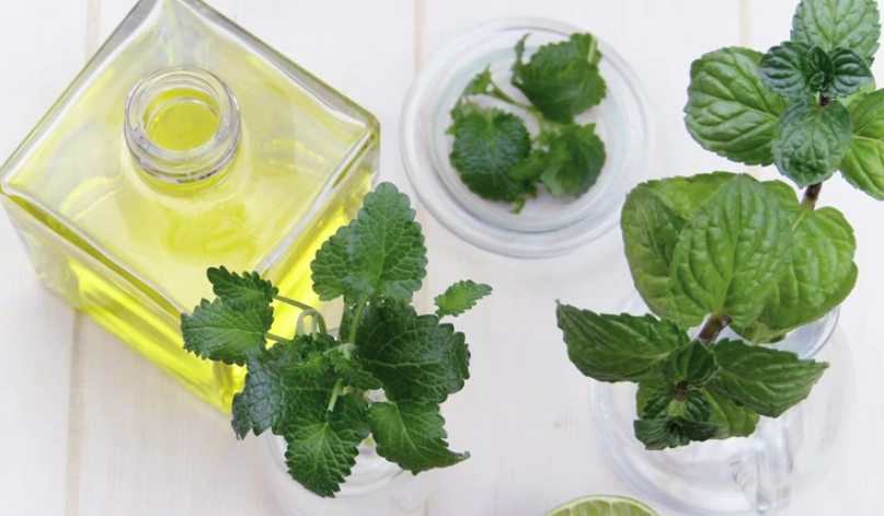 檸檬香蜂草水耕