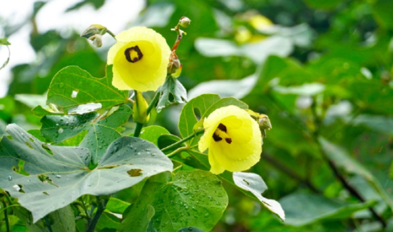 黃槿 觀賞地點 黃槿 觀賞地點