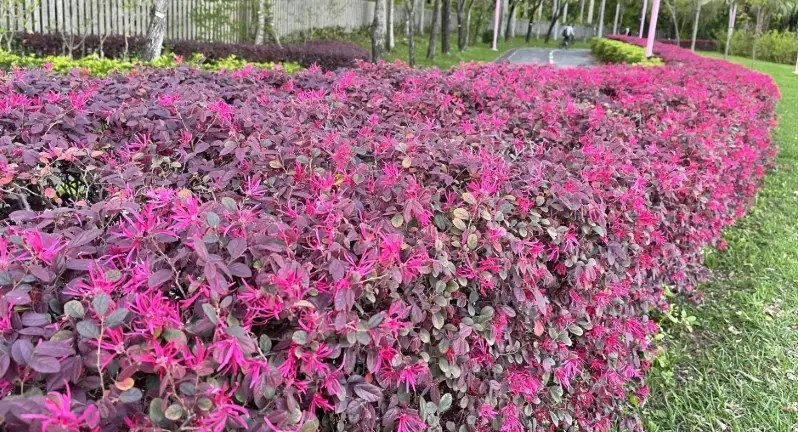 紅花繼木養護 紅花繼木養護