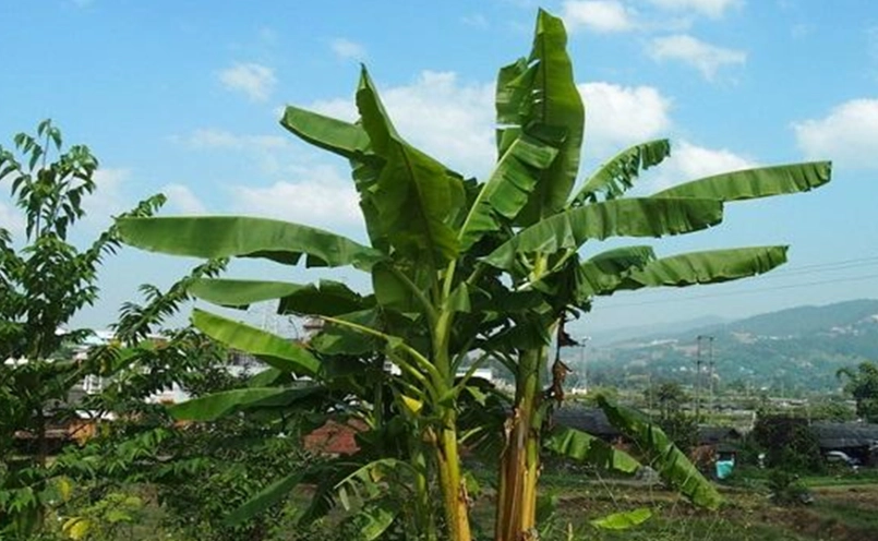 芭蕉盆栽