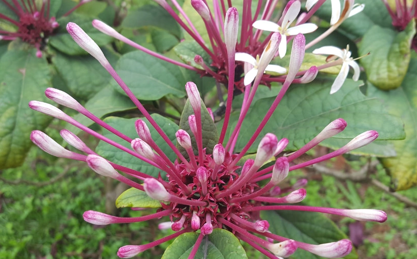 煙火花花語門票 煙火花花語門票