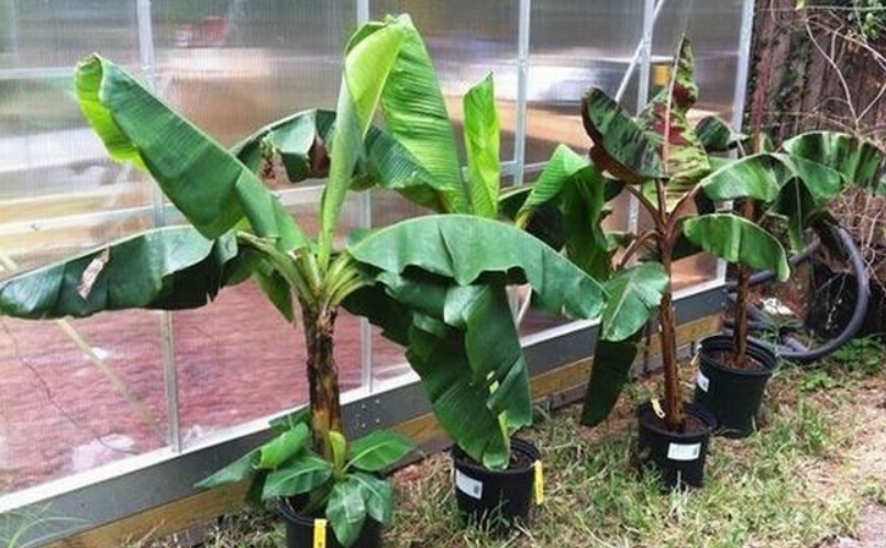 芭蕉樹盆栽照顧