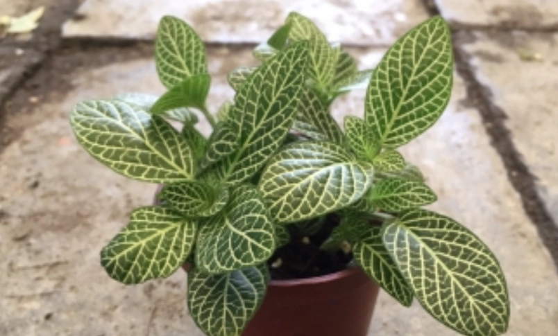 網紋草 光照不足