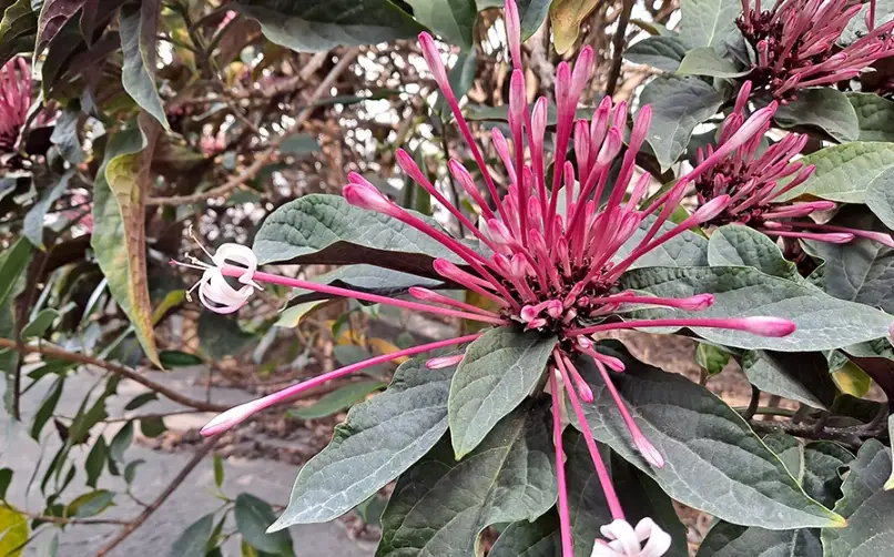 煙火花花語交通 煙火花花語交通