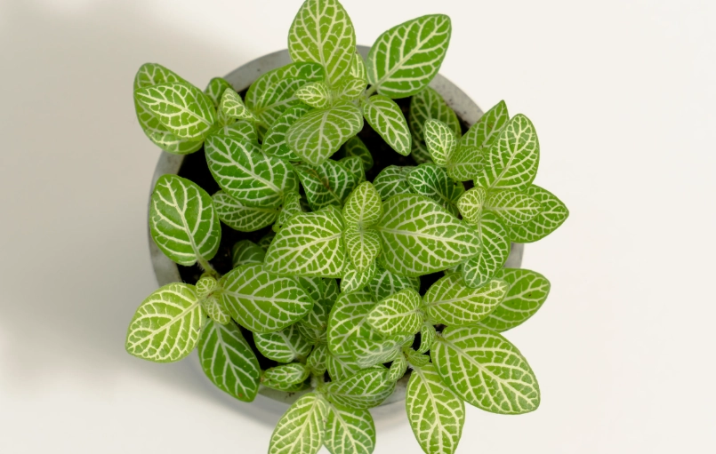 網紋草 葉片焦邊