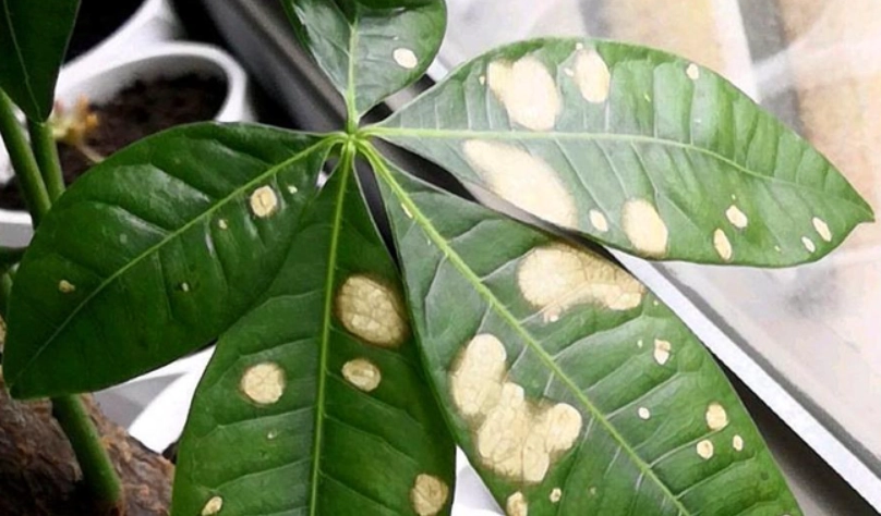 發財樹 葉子 變黃