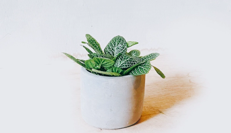 網紋草 光照不足