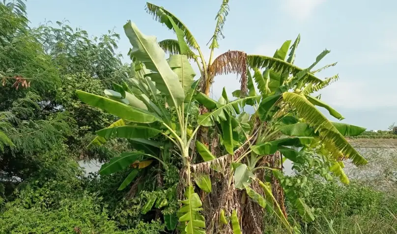 芭蕉種植方法