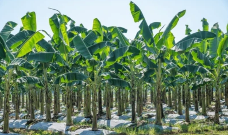 芭蕉種植方法