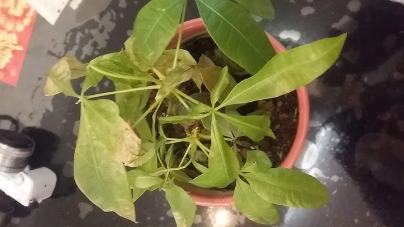 水種發財樹 葉子變黃