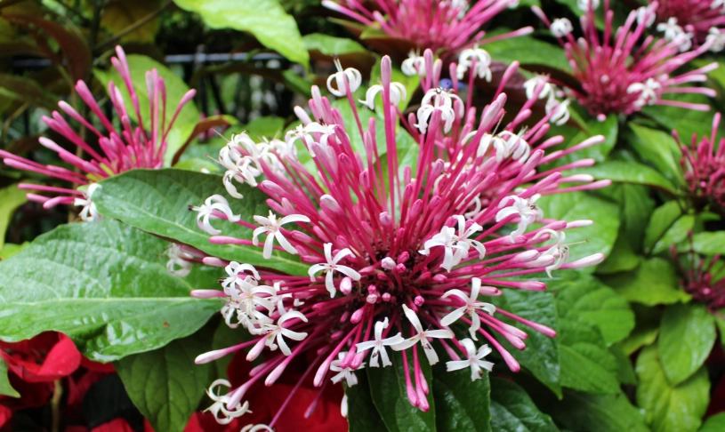 煙火花花語全攻略：必看亮點、交通路線與隱藏玩法一次掌握