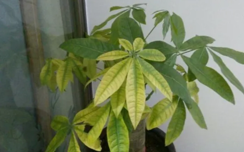 發財樹 黃葉 原因