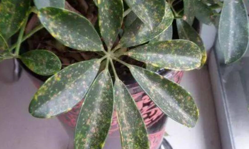 室內植物 病蟲害