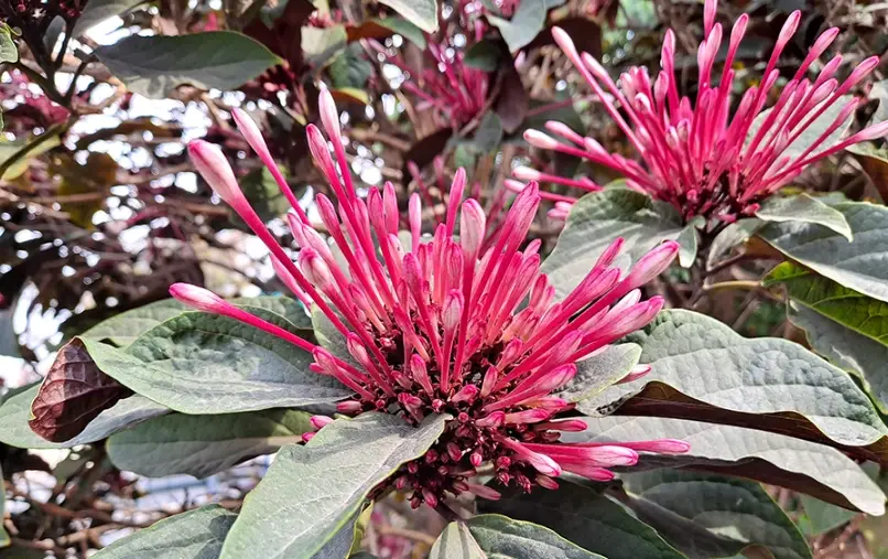 煙火花花語門票 煙火花花語門票