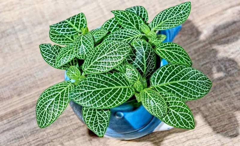 網紋草 葉子 焦邊