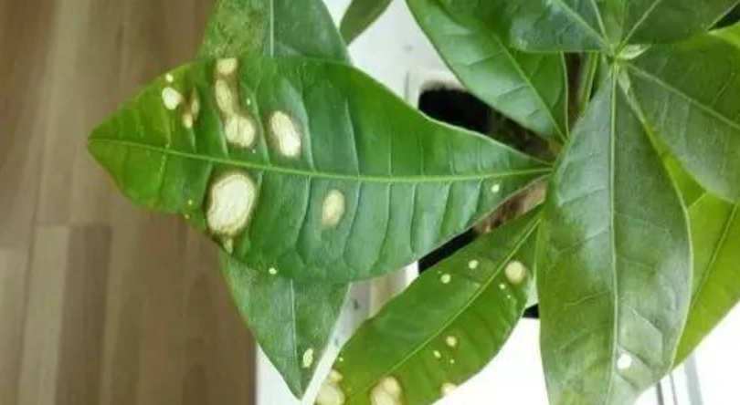 發財樹 葉斑