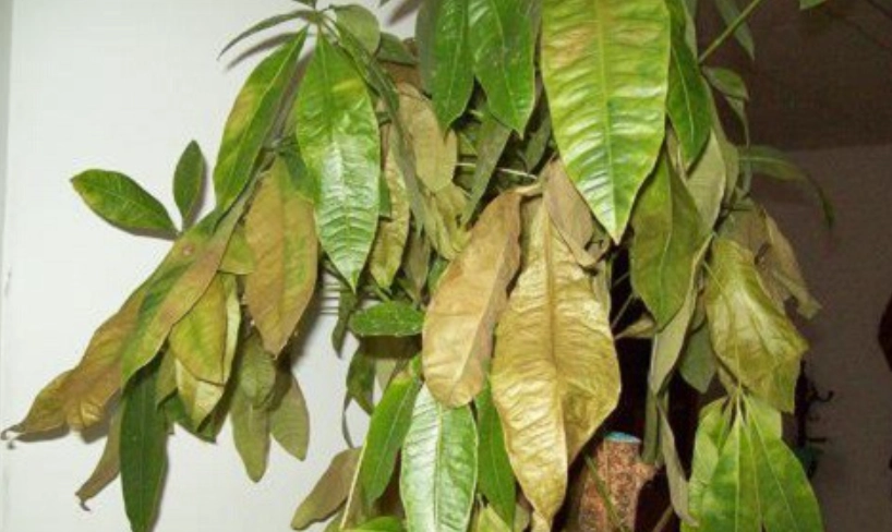 水培發財樹 照顧