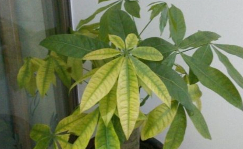 發財樹葉子掉光原因