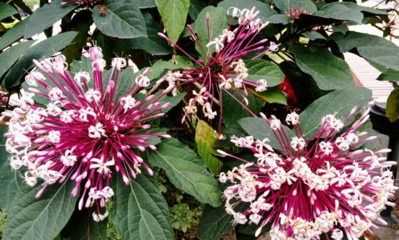 煙火花花語門票 煙火花花語門票